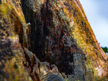 Close-up of moss on tree trunk