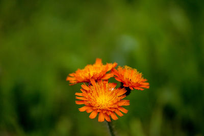 Close-up of orange flowers blooming outdoors