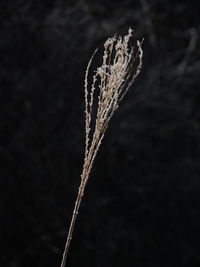 Close-up of plant against black background