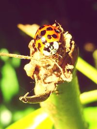 Close-up of butterfly pollinating on plant