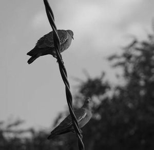 Low angle view of a bird
