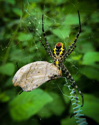 Close-up of spider on web
