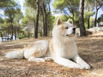 Dog sitting on a tree