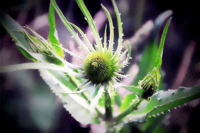 Close-up of purple flowering plant