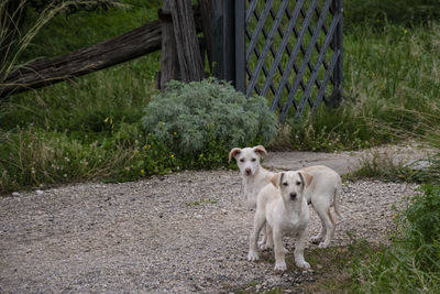 Portrait of dog standing by fence