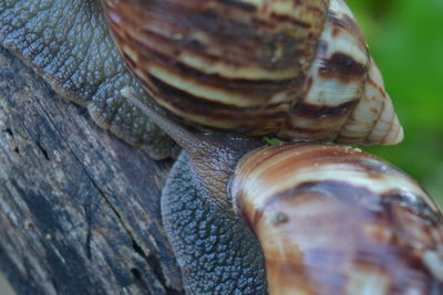 Close-up of snails mating on tree