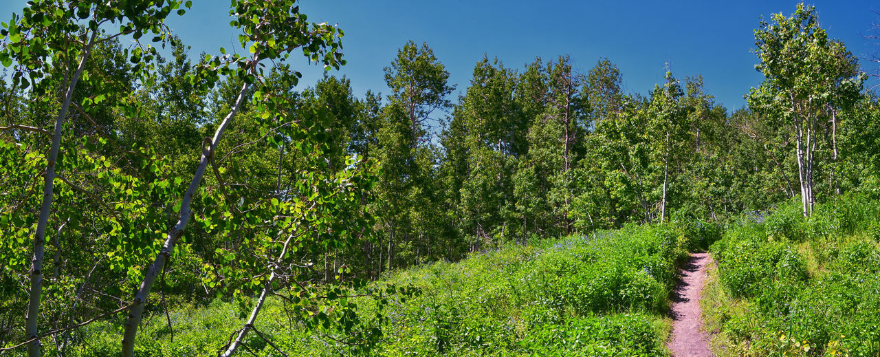 plant, tree, growth, green, land, nature, forest, beauty in nature, natural environment, landscape, woodland, vegetation, meadow, tranquility, sky, scenics - nature, day, no people, field, environment, agriculture, outdoors, shrub, flower, tranquil scene, non-urban scene, food and drink, rural scene, sunlight, grass, foliage, lush foliage, leaf, crop, food