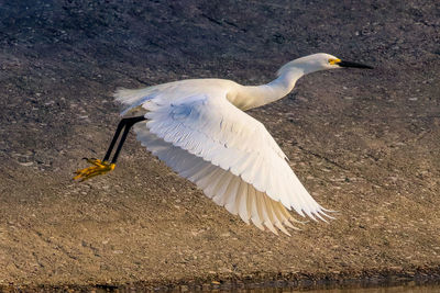 Side view of a bird flying