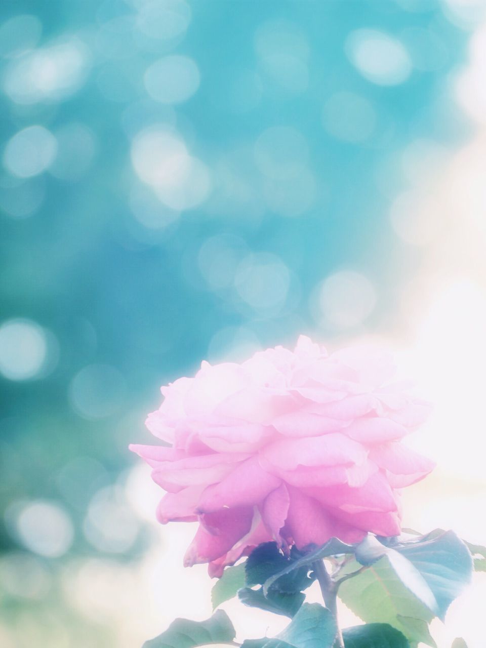 fragility, flower, petal, close-up, focus on foreground, lens flare, beauty in nature, freshness, growth, low angle view, pink color, nature, sunlight, flower head, selective focus, sunbeam, outdoors, day, blooming, no people