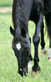 Horse grazing in a field