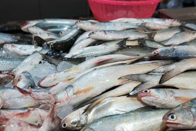 Close-up of fish for sale in market