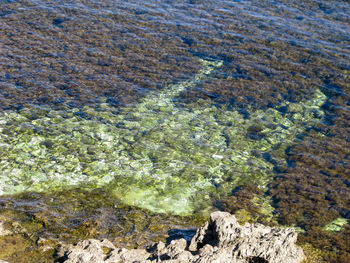 Clear water and algae.