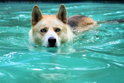 Close-up of siberian husky swimming in pool