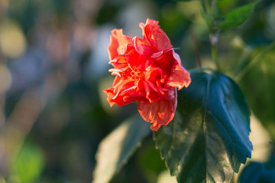Close-up of red rose