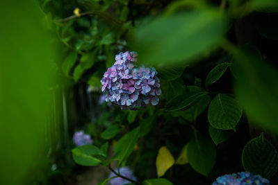 Close-up of purple flowers blooming outdoors