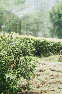 Plants growing on wet land