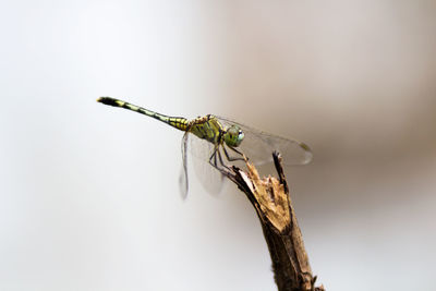 Close-up of insect