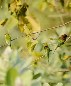 Close-up of a bird on branch