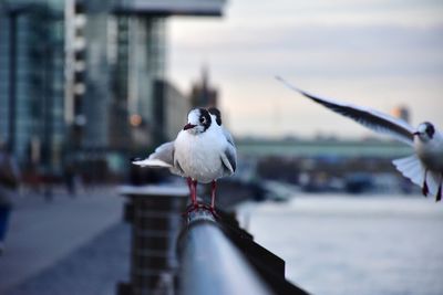 Seagull flying over a water