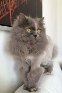 Close-up portrait of cat sitting on floor