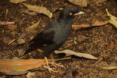 High angle view of bird on field