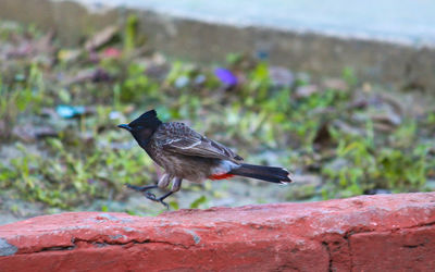 Close-up of bird perching outdoors