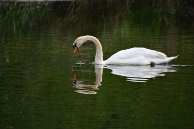Swans swimming in lake