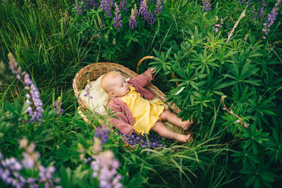 Baby in a wicker basket in a lupine field in nature in the summer in the evening sunset