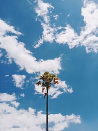 Low angle view of flowering plant against blue sky