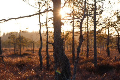 Trees growing on field in forest against sky