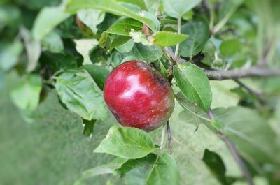 Close-up of strawberry growing on tree