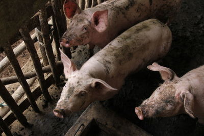 High angle view of sheep in mud