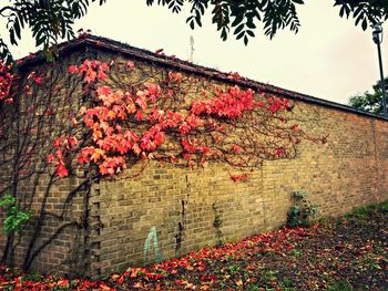 Low angle view of plants against wall