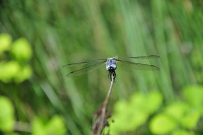 Close-up of dragonfly on leaf