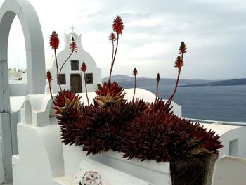 View of plants and trees against sky