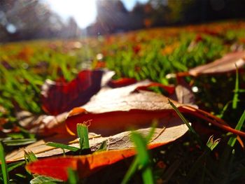 Close-up of plant growing on field