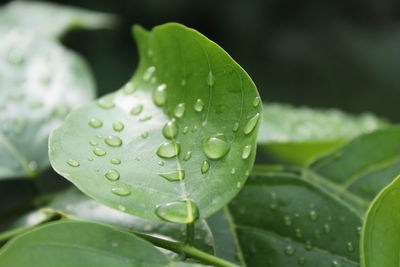 Close-up of raindrops on leaves