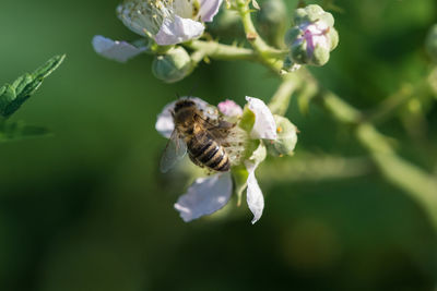 Close-up of bee pollinating on flower