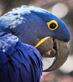 Close-up of a bird