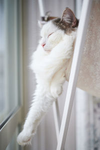 Close-up of cat sleeping on hammock beside window