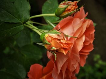 Close-up of orange flowering plant