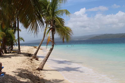 Palm trees on beach