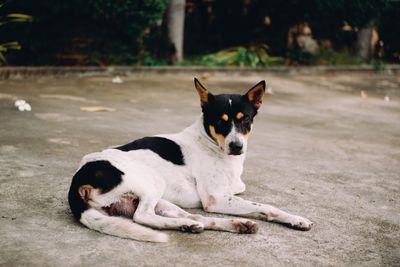 Portrait of dog