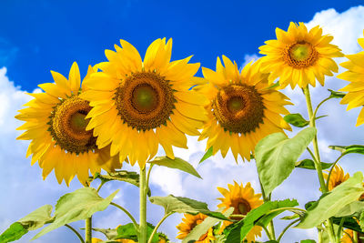 Low angle view of sunflowers blooming against sky