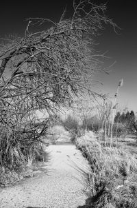 Bare trees on field during winter