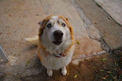 High angle portrait of dog standing outdoors