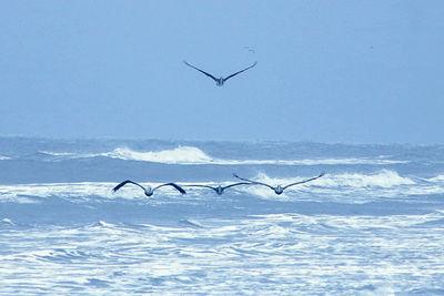 Birds flying over sea