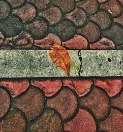 Full frame shot of dry autumn leaf