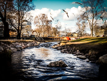 Bare trees by river