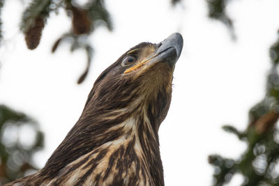 Close-up of a bird looking away